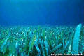 Sea grass - Courtesy of Paige Gill