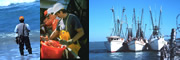 surf fisherman, sorting fish and three boats