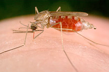 Mapping Malaria
