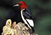 Red-headed woodpecker (Melanerpes erythrocephalus) [Photo: Dave Menke, U.S. Fish and Wildlife Service]