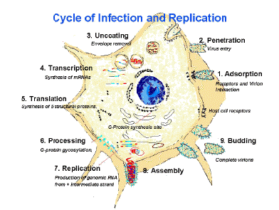 diagram displaying the cycle of infection and replication for the rabies virus