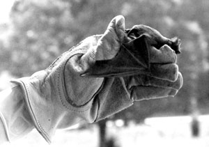 A black and white picture of a Mexican freetail bat being held by a heavy glove