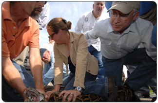 Secretary Salazar takes a close look at a Burmese python held down by Everglades National Park biologist Skip Snow and Theresa Walters.  The python is an invasive species in the Everglades.