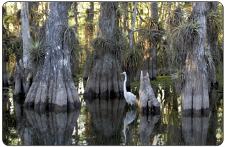 A great egret habitat in Everglades National Park. (Photo Credit: National Park Service).