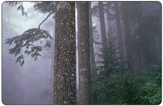 Old growth forest in Western Oregon. ( Photo courtesy BLM)