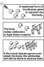 A weakened form of the disease germ is injected into the body.  The body makes antibodies to fight these invaders. If actual disease germs ever attack the body, the antibodies will still be there to destroy them.