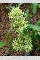 View a larger version of this image and Profile page for Asclepias viridis Walter