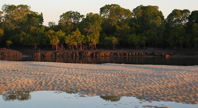 Mangroves