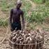 ASARECA Begins Regional Cassava Mega-Project