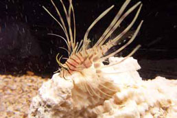 Lionfish