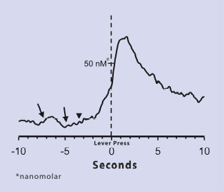 Anticipation of Cocaine Triggers Dopamine Increase in Rats