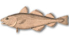 Atlantic Cod