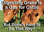 Photo of cows eating grass with the text: 'Digesting Grass Is a Gas for Cattle. But does it have to be that way? ' Link to story.