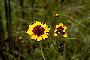 View a larger version of this image and Profile page for Coreopsis tinctoria Nutt.