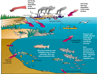 A schematic showing how mercury cycles among organisms, the atmosphere, land and water