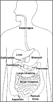 Illustration of digestive system