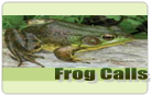 Frog Calls