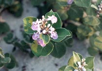 Vitex rotundifolia