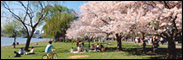 Panoramic - Cherry Blossom
