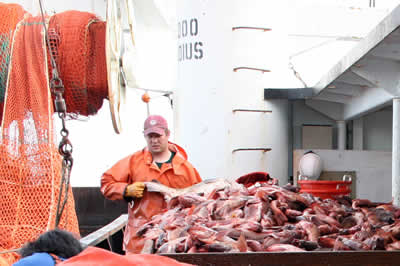 NOAA fisheries' scientist on GOA trawl survey