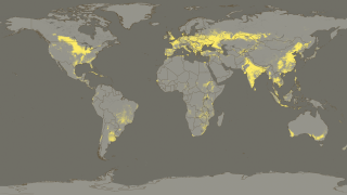 Cropland areas as seen by MODIS are colored yellow in this image.  This shows the areas around the world where food is grown.