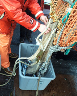 Trawl caught juvenile chum salmon and associated biophysical data are used to determine relationships of abundance, growth, energy, and environmental parameters with regional adult harvest and survival patterns