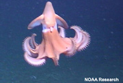 Underwater photo of "dumbo" octopus