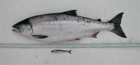 Adult (age 4) & juvenile (age 0) chum salmon