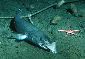 Long-line gear with a hooked Sablefish on seafloor.