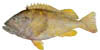 rockfish image