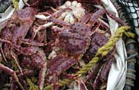 Bristol Bay king crab. Photo: Gretchen Harrington, NOAA Fisheries.