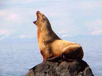 Steller sea lion vocalizing