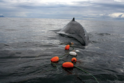 Humback whale dragging a gillnet