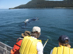Trained stranding network members assess an entangled whale before attempting to cut it free.