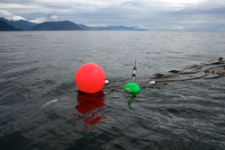 Telemetry buoy, housing a GPS transmitter,  tracks an entangled whale.