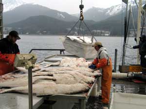 unloading halibut in Juneau, Alaska