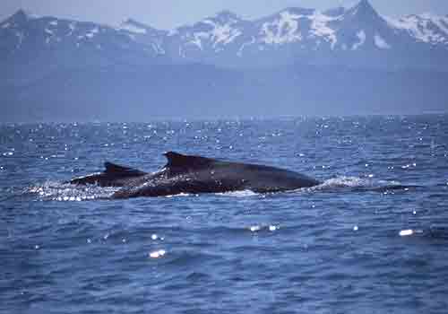 Humpback whale with calf.