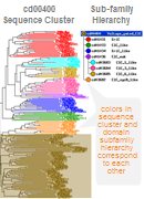 Thumbnail image of domain hierarchy showing divergence in a protein family based on phylogenetic relationships of protein sequences and functional properties.  Click on the image for more information about the tools in the Conserved Domains resource group.