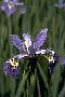 View a larger version of this image and Profile page for Iris versicolor L.