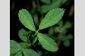 View a larger version of this image and Profile page for Medicago sativa L.