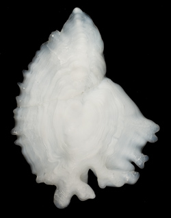 shortraker rockfish otolith