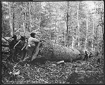 Giant poplar, Williams, WV