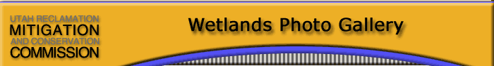 Wetlands Photo Gallery Page Header