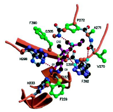 Thiolactomycin bound to E. coli FabB. FabB is a bacterial enzyme responsible for fatty acid elongation. Fatty acids are important components of the bacterial cell wall. Inhibition of FabB and related enzymes leads to inhibition of bacterial growth.  