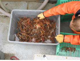 collected crabs