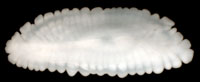 Walleye pollock otolith example image