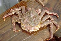 Female Red King Crab preparing to molt