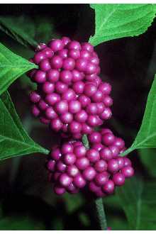 Photo of Callicarpa americana L.