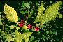 View a larger version of this image and Profile page for Callicarpa americana L.