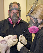 ARS Veterinary Medical Officers Amy Vincent and Kelly Lager are leading ARS's influenza in swine research.